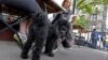 Dogs Welcome in New York Restaurants