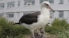 World’s Oldest Wild Bird Is a Mother Again
