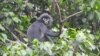 Study: Animal Numbers Have Decreased by 69 Percent since 1970