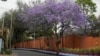 Kenya Surprises Public with Holiday to Plant Trees