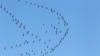 UN Says One-fifth of Migrating Animals at Risk of Extinction
