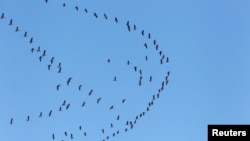FILE - Migratory birds fly through the sky of southern Lebanon March 28, 2021. (REUTERS/Aziz Taher)