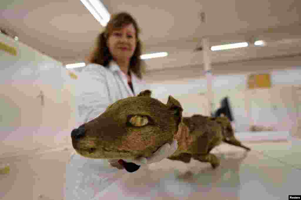 Mammal curator of the Swedish Museum of Natural History, Daniela Kalthoff, holds the specimen of thylacine, also known as a Tasmanian Tiger, that a sample was collected from and that researchers extracted RNA from, in Stockholm, Sweden.