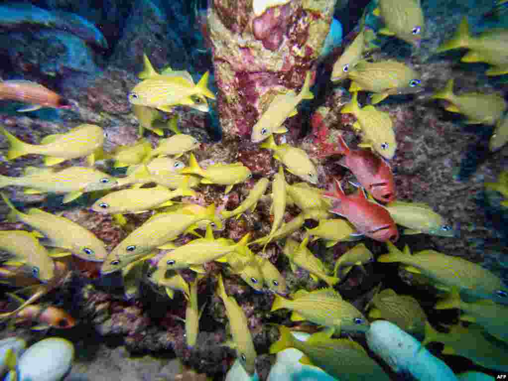 Grunt fish swim around the Arashi reef off the coast of Noord in Aruba, Nov. 15, 2023.