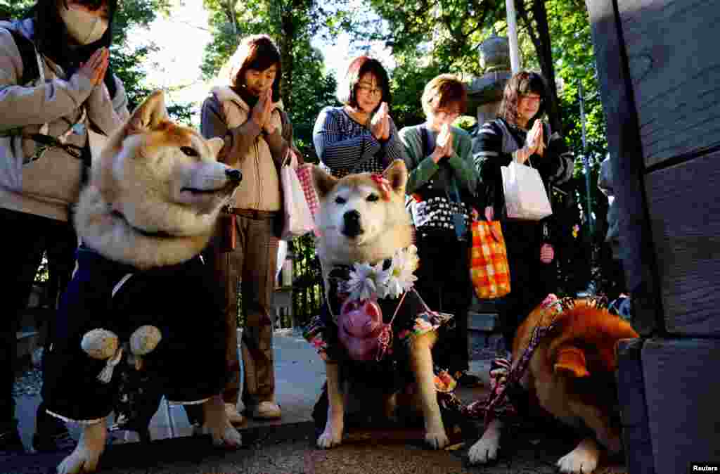 Pet owners pray with their pet dogs as they arrive for a Shichi-Go-San blessing, traditionally performed for young children to ask for health and happiness, at Zama Shrine in Zama, Kanagawa Prefecture, near Tokyo, Japan, Nov. 14, 2023.