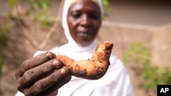 Hauwa Bwami, a 50-year-old widow and mother of five, who nearly lost her grand son to kwashiokor, shows an orange-fleshed sweet potato.(AP Photo/Sunday Alamba)