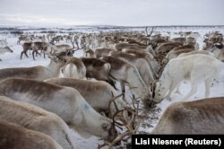 Reindeer that belong to Sami reindeer herder Nils Mathis Sara, 65, eat supplementary feed pellets near Geadgebarjavri, up on the Finnmark plateau, Norway, March 13, 2024. (REUTERS/Lisi Niesner)