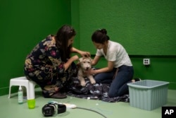 Researcher Marianna Boros, left, attached electrodes to the head of Cuki the dog, during an experiment at the Department of Ethology of the Eotvos Lorand University in Budapest, Hungary, on Wednesday, March 27, 2024. (AP Photo/Denes Erdos)