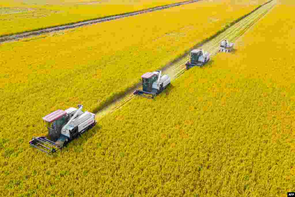 Combines harvest rice in Nantong, China's eastern Jiangsu province.