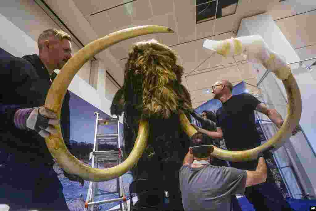 A team of exhibition specialists at the American Museum of Natural History install the head on a woolly mammoth model for the museum's Nov. 13 opening exhibition, "The Secret World of Elephants," in New York, Oct. 23, 2023.