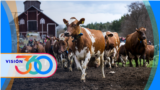 Visión 360: Ganadería sostenible como alternativa al calentamiento global