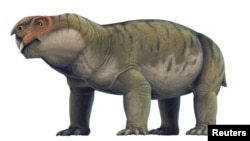 An artist's reconstruction of the tusked and pig-like Permian Period creature Gordonia, a forerunner of mammals, is seen in this image released by the University of Edinburgh. (Scott Reid/Handout via REUTERS)