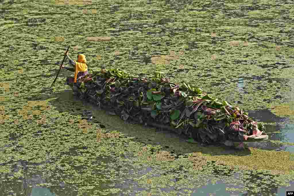 A woman carrying lotus roots rows a boat through a polluted portion of the Dal Lake in Srinagar.