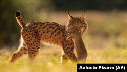An Iberian lynx has a rabbit in its mouth in the Doñana National Park, in Aznalcazar, Spain, April 5, 2019. (AP Photo/Antonio Pizarro)