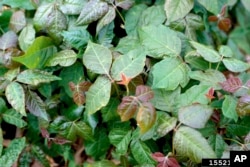 This undated image provided by Bugwood.org shows a dense mat of poison ivy growing in Ohio. (Ohio State Weed Lab/The Ohio State University/Bugwood.org via AP)