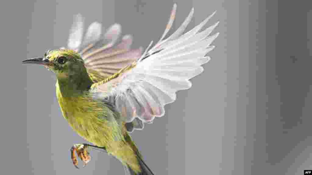 A lesser green leafbird flies over a tree in Karak, in Malaysia's Pahang state.