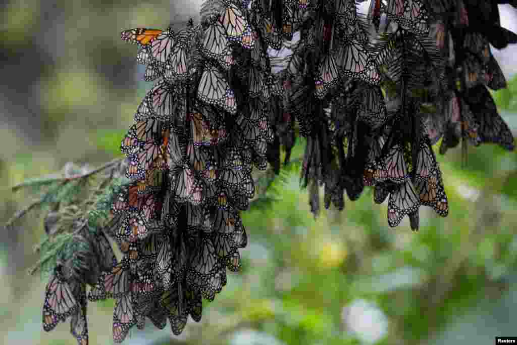 Monarch butterflies rest on a tree at the Sierra Chincua butterfly sanctuary in Angangeo, Michoacan state, Mexico, Dec. 6, 2023.