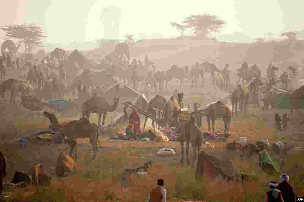 Camel herders rest beside their camels ahead of the annual Camel Fair at Pushkar in India's desert state of Rajasthan.
