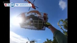 VOA60 America - More than 1,600 people rescued in Florida after Hurricane Ian