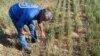 US Farmers Concerned about Winter Wheat Crops