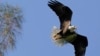 Recovery of Different Kinds of At-risk Animals Can Raise Conflicts 