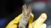 Study: Coronaviruses Infect 66,000 Yearly in Southeast Asia