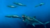 Scientists Model an Ancient Shark Able to Eat Whales in a Few Bites
