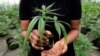Quiz - Scientists Explore How Cannabis May Fight Psychosis