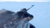 Seals Help Researchers Study Antarctic Waters
