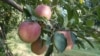 Low-hanging Fruit