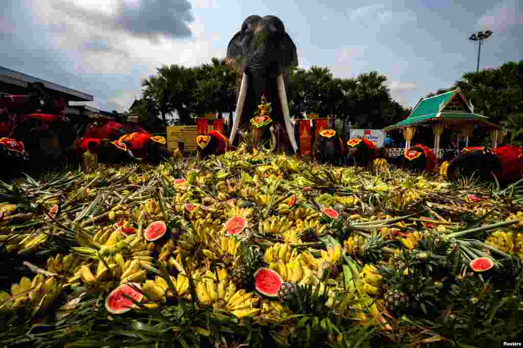 Elephants enjoy a "buffet" of fruit and vegetables during Thailand's National Elephant Day celebration at Nong Nooch Tropical Garden in Pattaya.