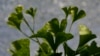 Ginkgo Leaves Teach Scientists About Climate During Dinosaurs Days