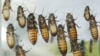 Scientists Create New Method for Changing the Genes of Cockroaches