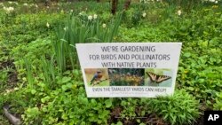 A front yard in Westchester County, N.Y., pictured on May 4, 2022, has been converted from lawn to pollinator-friendly, native plants. (AP Photo/Julia Rubin)