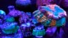Sea Life Stars in Video by Miami Business