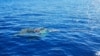 Researchers: Coastal Marine Life Found Living on Ocean Waste