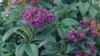 Eight Garden Flowers Worth Revisiting