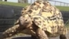 Amazing Animals Make the World Records Book