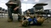 Quiz - Some U.S. Colleges Let Students Bring Animals to School