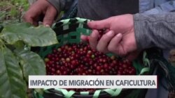 Caficultores hondureños temen impacto de migración irregular