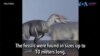 Scientists Find Dinosaur Fossils in Patagonia