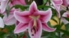 No Need to 'Gild the Lily'