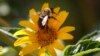 'Fresh As a Daisy,' Other Daisy Expressions