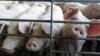 Scientists Create Tool to Interpret Pig Emotions
