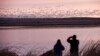 New Online Guide Shows Incredible Bird Migrations