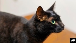 Rowdy the cat has made news by running away from her owners in Boston's international airport. (Courtesy of Massport via AP)