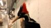 Is the Ivory-Billed Woodpecker Extinct or Just Hiding? 