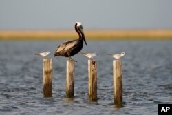 A brown pelican sits on pilings with seagulls in marshland in Chauvin, La., Friday, May 20, 2022. (AP Photo/Gerald Herbert)