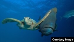 The Comedy Wildlife Photography Awards 2017, Troy MAYNE, Bacong, Philippines. The Slap! A Green Turtle vs A Napoleon Maori Wrasse. (Comedy Wildlife Photo Awards)