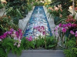 Orchids on display at the U.S. Botanic Garden in Washington, D.C. (photo taken by Diaa Bekheet/VOA on March 9, 2016)